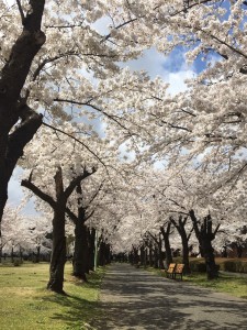 20200410 郡山市　開成山公園_200410_0027